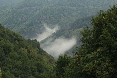 Scenic view of forest