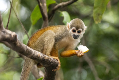 Squirrel monkey feeding on riverside tree in the amazon ariau river