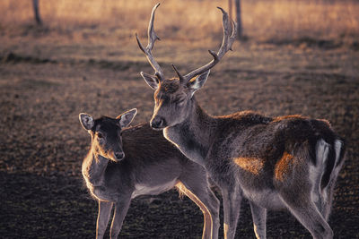 Deer standing on field