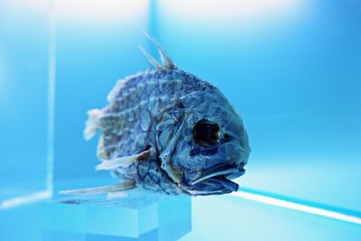 Close-up of fish swimming in sea