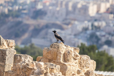 Bird perching on rock