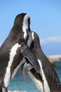 Close-up of a bird, penguin
