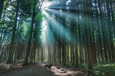 Dog standing on dirt road in forest against sunbeams