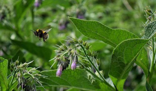 Close-up of bee on flower