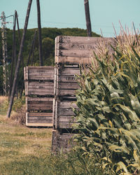 Plants growing on field