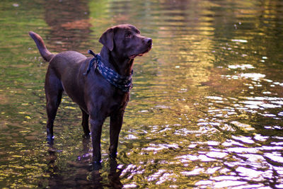 Dog standing in a lake