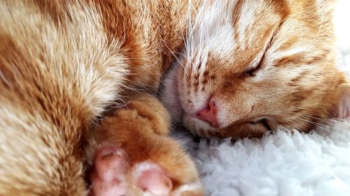 Close-up of cat sleeping