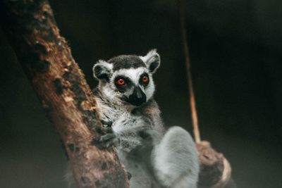 Close-up of monkey looking away on tree