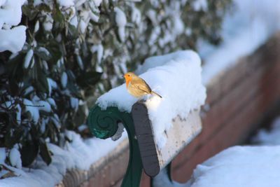 Close-up of bird perching on snow