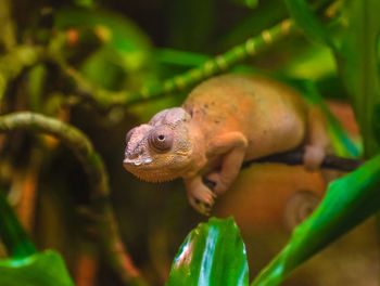 Close-up of chameleon 