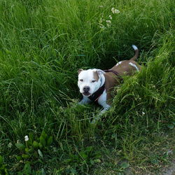 Portrait of dog on field