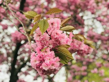 Cherry blossom in england