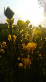 Close-up of yellow flowers against sky