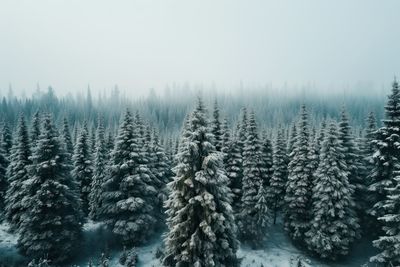 Pine trees in forest during winter