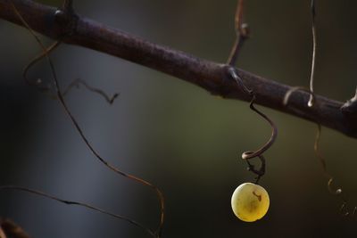 Close-up of grape hanging on vine