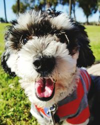 Close-up portrait of dog