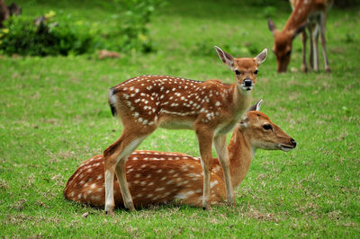 Deer in a field