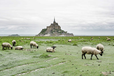 View of sheep on landscape against cloudy sky