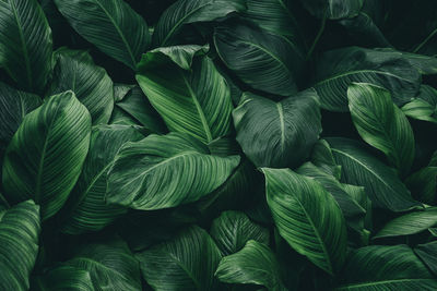 Full frame shot of green leaves