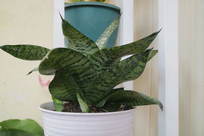 Close-up of succulent plant in pot