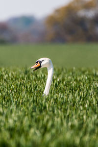 Close-up of a bird on field