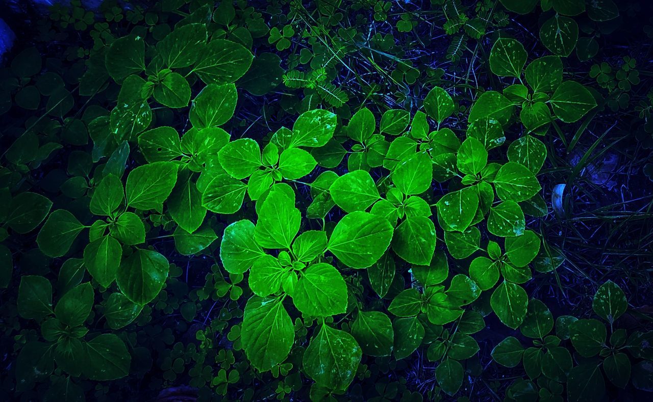 green, plant, leaf, plant part, growth, nature, no people, beauty in nature, backgrounds, outdoors, close-up, full frame, freshness, land, flower, day