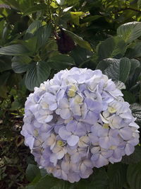 Close-up of fresh purple hydrangea in park