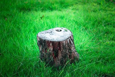 High angle view of tree stump on grassy land