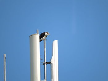 Low angle view of bird perching against blue sky