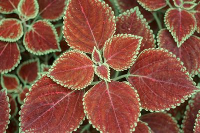 Full frame shot of red leaves