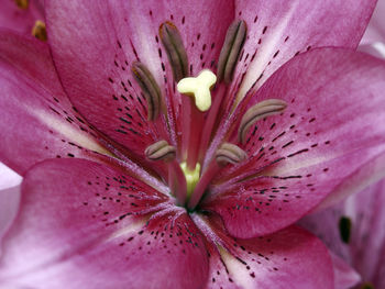 Close-up of pink flower