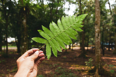 Cropped image of hand holding maple leaves