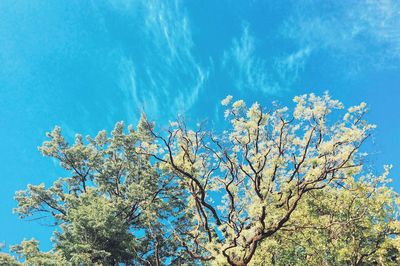 Low angle view of trees against blue sky