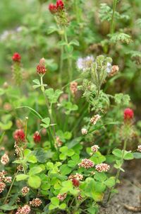 Close-up of flowering plant