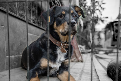 Dog in animal shelter waiting for adoption. portrait of red homeless dog in animal shelter cage.