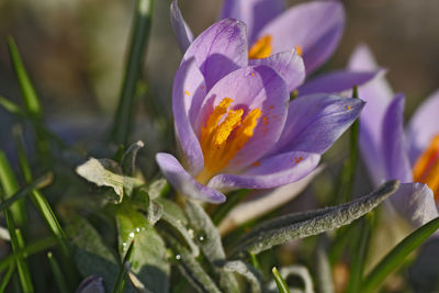 Close-up of water drops on purple flower