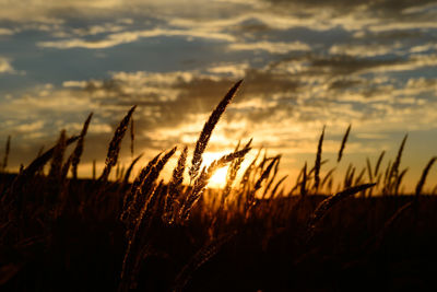 Close-up of stalks in field against sunset sky