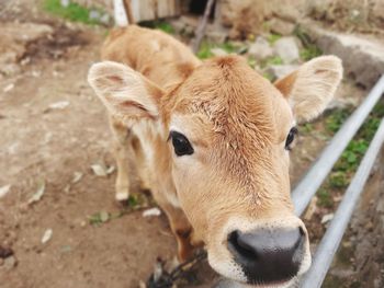 Close-up of deer