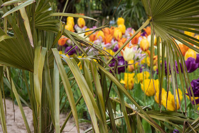 Close-up of yellow flowers