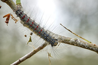 Close-up of insect on plant