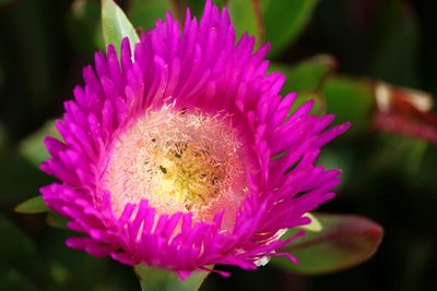Close-up of pink flower