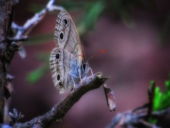 Close-up of butterfly on plant