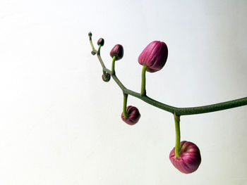 Close-up of flowering plant against white background