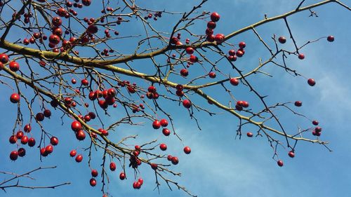 Low angle view of cherries on tree