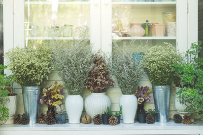 Potted plants in glass window