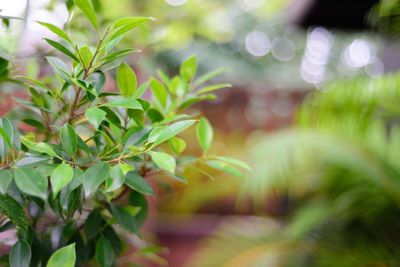 Close-up of plant against blurred background