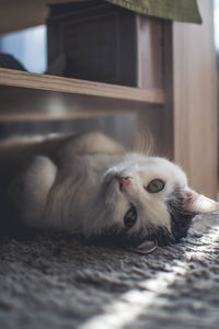 Close-up portrait of cat resting on carpet