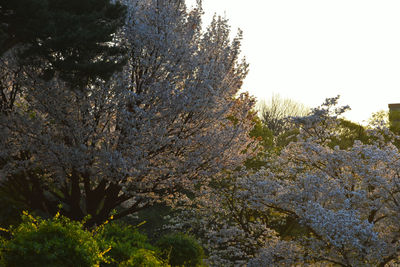 Close-up of flower tree against clear sky