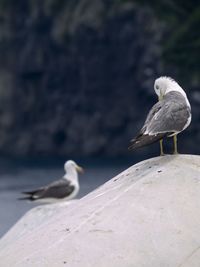 Close-up of birds perching outdoors