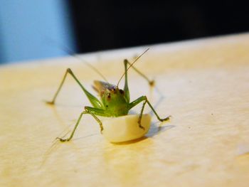 Close-up of grasshopper